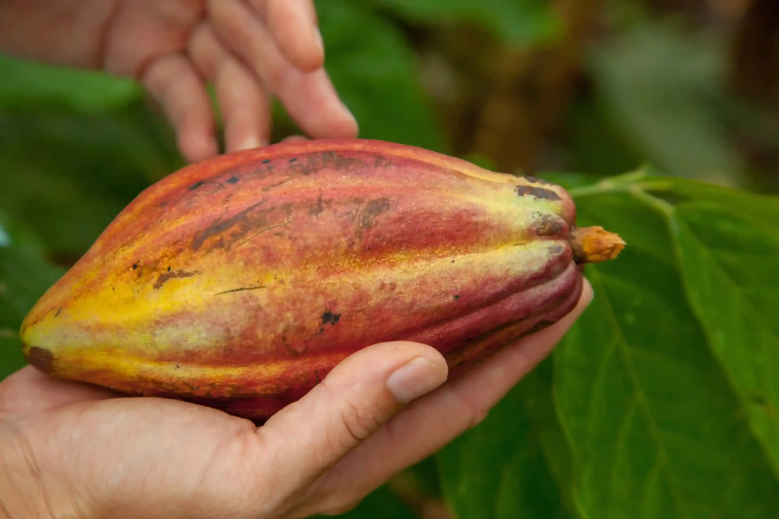 A person holding a ripe cacao pod with both hands during the Chocolate Nibble Half Day Tour.