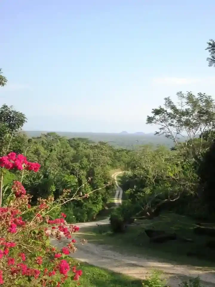 A winding dirt path through the Chocolate & Nim Li Punit Maya Site's green forest, pink flowers in the foreground, and a clear sky above.