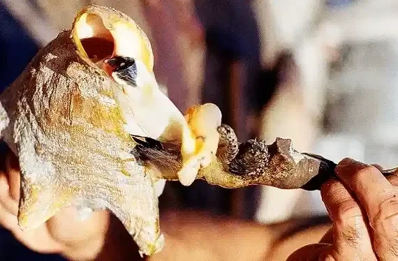 Close-up of a person holding a large conch shell with an open hole, showing its textured and colorful exterior.